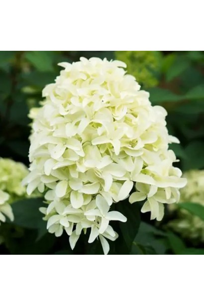 Сорт Little Spooky с компактной кроной в период активного цветения